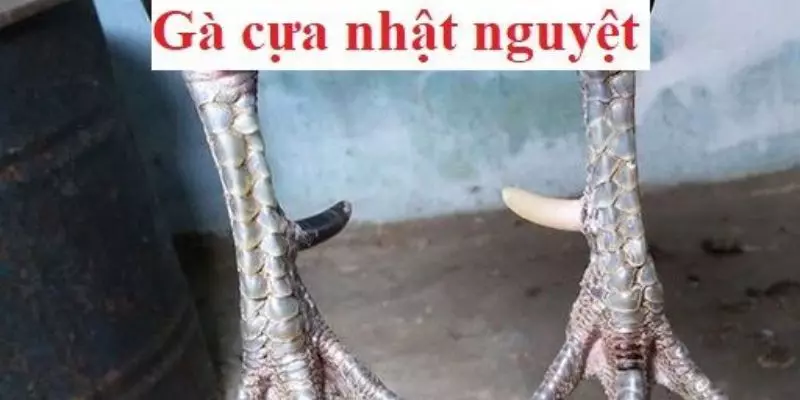 Giải đáp thắc mắc của nhiều người về Gà đá cựa nhật nguyệt là gì?